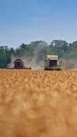 Two modern harvesters moving slowly in the ripe field. Golden field close up in blur. Green trees at the background. Vertical video