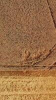 Process of picking crops of wheat in the field. Red modern harvester machine cut the ripe bread. Aerial view. Vertical video