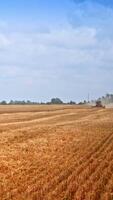 Vast field of freshly-cut wheat on harvesting season. Agricultural machines working in the field. Heavy smoke coming from machines and covering the field. Vertical video
