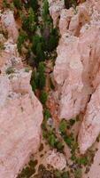 Amazing high column rocks of coral color in National Bryce Park, Utah, USA. Drone footage over the cliff rocks overgrown with pine trees. Top view. Vertical video