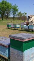 Little rural bee farm of wooden hives at the meadow. Two apiculturists working at the apiary. Panning footage of the farm at backdrop of nature. Vertical video