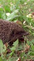 Hedgehog with apple on background. Hedgehog crawling near apples in the garden video