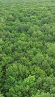 Tree forest from above. Wild forest landscape view from drone video