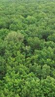 Aerial top view forest. Texture of forest view from above video