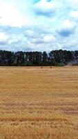 Straw bales stacked in a field. Harmonious landscape with twisted haystacks video