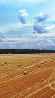 Twisted haystack on field. Landscape of grasland after haymaking video