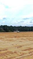 Rolls of haystacks on the field. Farm scenery with haystack on the background of forest video