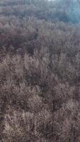 Brown trees in winter. Flying over the forest. Trees without leaves in winter season. Aerial view. Vertical video