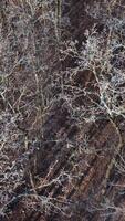 Aerial view of the winter forest. Beautiful view on trees without leaves covered with snow in winter time. Slow motion. Vertical video