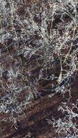 High trees in winter season. Flight over the forest with white trees. Top drone view. Slow motion camera. Vertical video