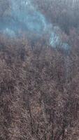Aerial view of the forest in winter. Flight over the trees and white smoke from bonfire going up in the forest. Vertical video