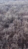 Top view of the forest in winter season. View from above on trees covered with slight snow. Aerial view. Motion camera left. Vertical video