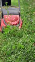 Electric lawn mower cutting grass. Gardener mowing green plants with special corded machine. Modern equipment for cutting grass in the yard. Vertical video