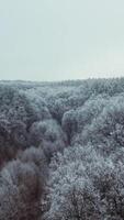 Snowy forest in winter. Top view of beautiful trees covered with white snow. Motion camera back and rising up. Aerial view. Vertical video