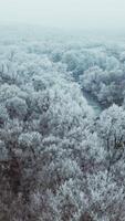 Forest in winter. River among white trees covered with snow. Blur background. Camera rising up. Aerial view. Vertical video