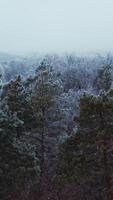 Flight over spruce forest in winter. Amazing view on the trees covered with white snow. Aerial view. Vertical video