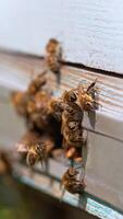 Brood of bees crawling in and around the hive entering slot. Hard-working insects return to their home. Blurred backdrop. Close up. Vertical video