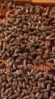 Brown honey frame covered with bees from both sides. Apiarist turns the frame in hands. Close up. Blurred backdrop. Vertical video