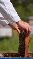 Beekeeper's hands hold a heavy frame stuck with bees. Apiarist puts a frame into the hive. Blurred backdrop. Vertical video