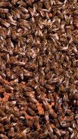 Honey frame stuck with bee family. Male hand touches the bees with no fear. Close up. Vertical video
