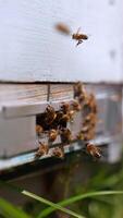Working bees returning from the fields to their hive. Insects enter the hive or hovering over the ground. Blurred backdrop. Vertical video