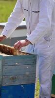 Focused apiarist in white costume checks up honey frames. Apiarist carefully pulls the frame out of hive and looks at it. Blurred nature backdrop. Vertical video