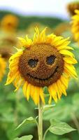 Scary face made from a sunflower with fading petals. Close up. Multiple flowers at backdrop in blur. Vertical video