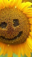 Racemes taken away from a sunflower to create a funny face. Distancing from a flower in the field. Blurred backdrop. Vertical video