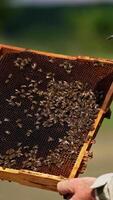 Male beekeeper holding a frame with some bees on it. Man touches honey insects with bare hands. Blurred background. Vertical video