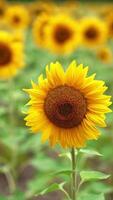 Blossoming sunflower swaying from side to side. Beautiful yellow field of agricultural farmland at blurred backdrop. Vertical video