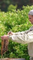 Adult apiarist putting a frame into the hive. Focused bee farmer checking up his apiary. Green nature backdrop in blur. Vertical video