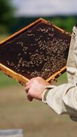 Beekeeper in protective suit holds a dark wax frame. Man touches wax with a few bees crawling on. Blurred backdrop. Vertical video