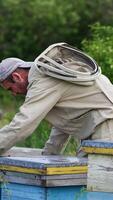 Adult beekeeper working at his bee farm with wooden hives. Apiculturist pulls the frame out of hive looking at it thoroughly. Vertical video