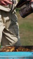 Unrecognizable apiculturist calming down bees using a smoker. Beekeeper applies metal tool to extract a frame full of bees. Vertical video