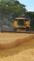 Combine harvester working on ripe field in summer. Agriculture machine harvesting golden wheat. Modern combine collecting crop on green nature background. Vertical video