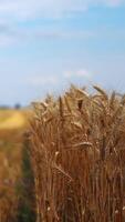 Ears of wheat on the background of beveled field. Wheat field with yellow spikelets in summer. Agricultural concept. Vertical video