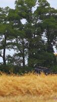 Yellow combine on green trees background. Agricultural machine working on golden field in summer. Modern machine harvesting ripe wheat. Vertical video