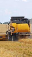 Combine harvesting a ripe field. New combine harvester working on a wheat field. Yellow harvester machine collecting the ears of wheat. Yellow field with crop. Back view. Vertical video