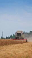 Mowing machine approaches in the ripe farmland. Agricultural technique mows the wheat in the field. Harvester with plume of dust behind. Vertical video