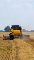 Combine harvester working on a wheat field. Agriculture machine harvesting golden ripe wheat. Season of gathering crops. Vertical video
