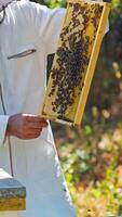 Frame full of bees in beekeeper's hands. Apiarist in white protective suit showing bees frame on summer nature background. Vertical video