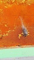 Yellow frames with honey of a bee hive. Beekeeper harvesting honey. Bee master inspecting beehive. Man holds a honey cell in his hands. Close-up. Vertical video
