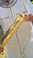 Bees on a frame in apiarist's hands. Beekeeper in white suit inspecting honeycomb among green nature. Apiculture in summer. Vertical video