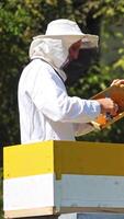 Apiculturist near beehive. Male beekeeper in protective hat and suit working in the bee-garden in bright summer day. Apiarist prepares frames with scrub. Vertical video