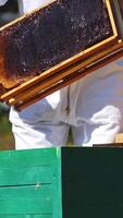 Bee master working on apiary. Beekeeper putting few frames into the wooden beehive. Bees flying over the hives. Apiculture process in summer. Vertical video