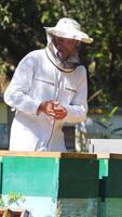 Beekeeper in white protective suit near beehives. Apiculturist working on a bee farm in green nature. Wooden hives standing on the ground in summer. Vertical video