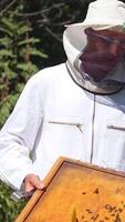 Beekeeper in protective suit outdoors. Man apiculturist working on apiary in summer day. Man in white uniform and hat near beehives on green nature background. Vertical video