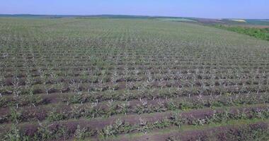 Trees Plantation Aerial View. Aerial view of blossom apple trees garden in the spring video
