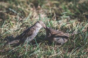 The Tender Touch of Mother Sparrow A Loving Caress photo
