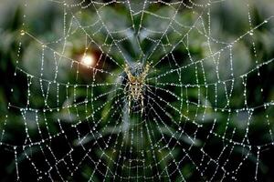 Threads of Instinct The Genius Behind Spider Webs photo
